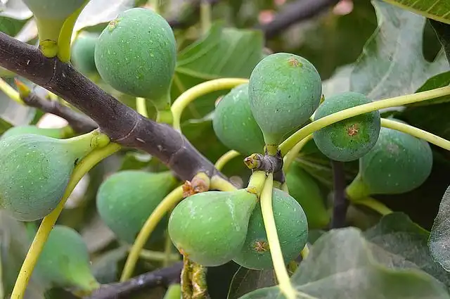 fig-tree image