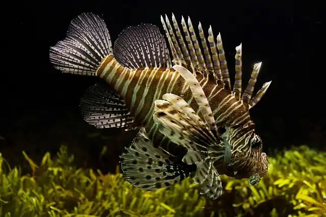 fish-tank image