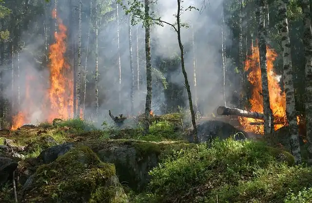 forest-fire image
