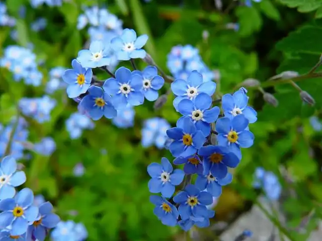 forget-me-not image