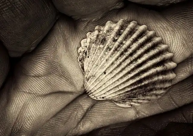 fossil image