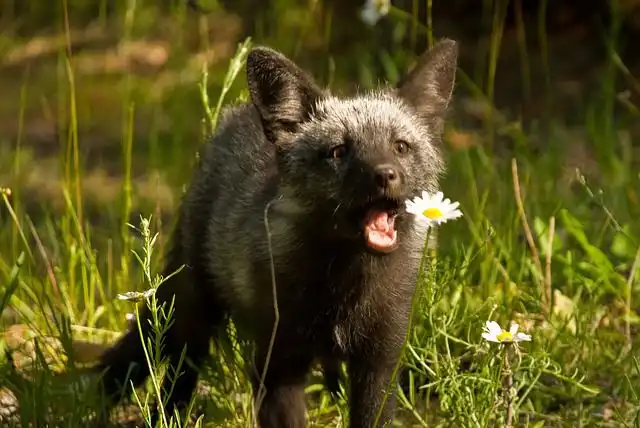 fox-cub image