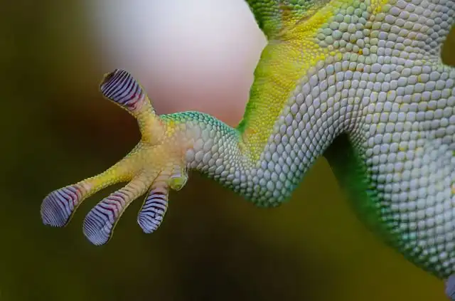 gecko image