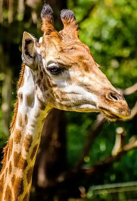 giraffe image