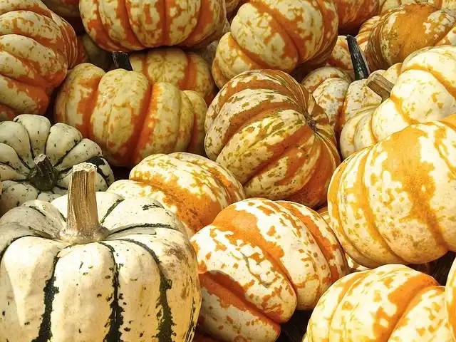 gourd image