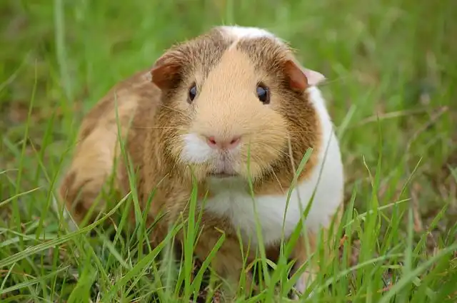 guinea-pig image