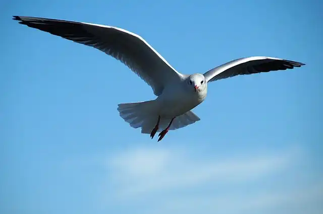gulls image