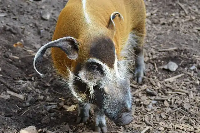 hogs image