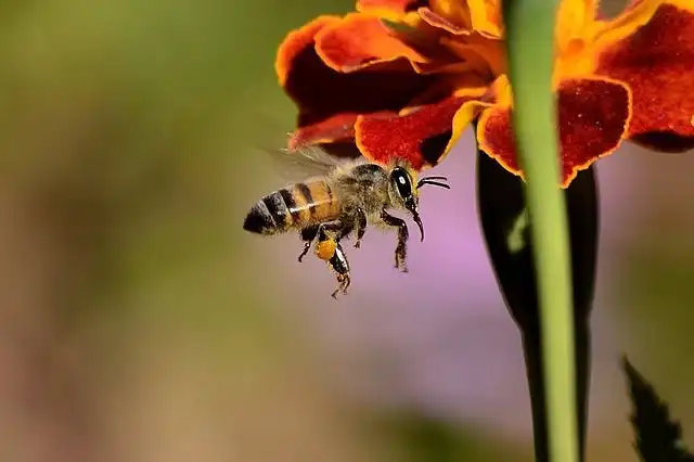honey-bee image