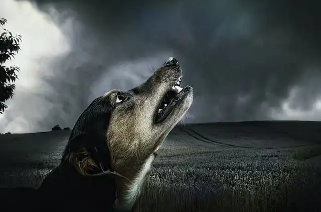 howling image