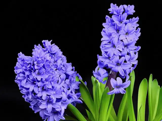 hyacinth image