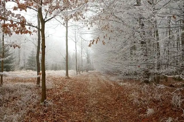 icy-path image