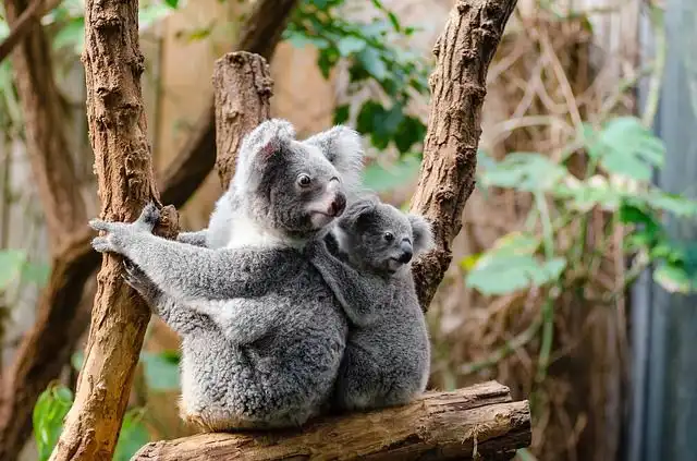 koala-bear image