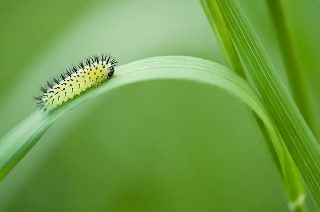 larva image