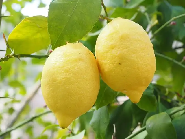 lemon-tree image