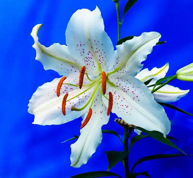lilies image