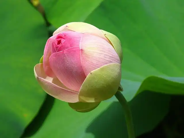 lily-pads image