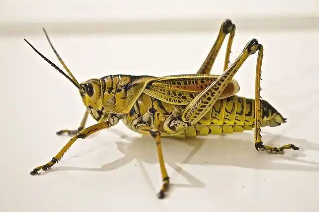 locust image