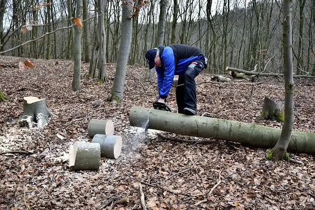 lumberjack image
