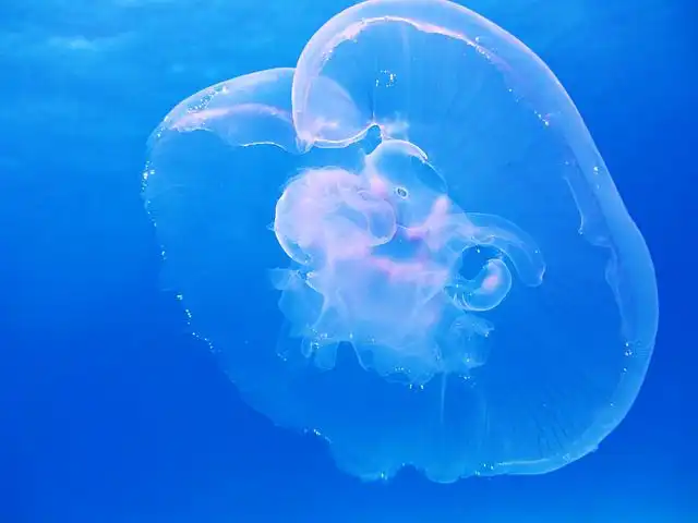 medusa image