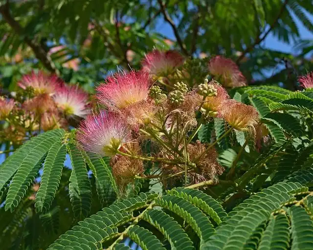 mimosa-tree image