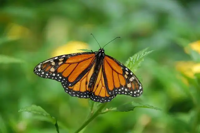 monarch image