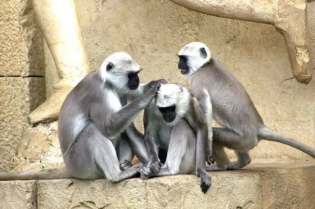 monkeys image