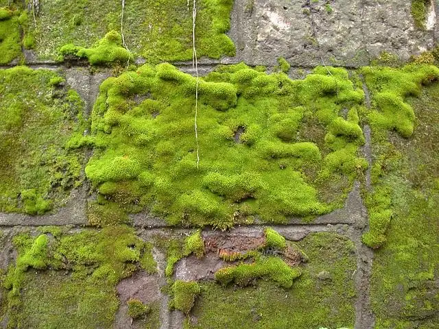 The many meanings of moss, Plants
