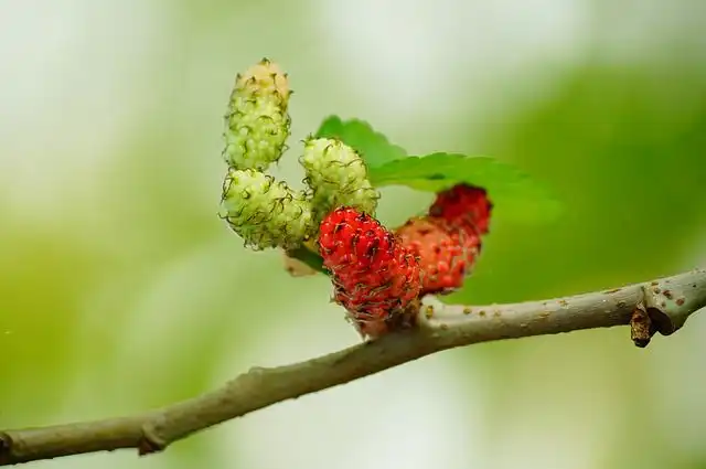 mulberries image