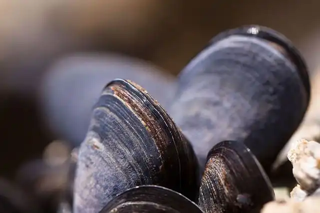 mussel image