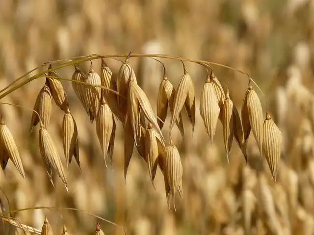 oats image