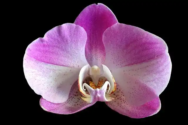 orchid image