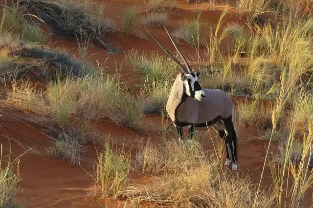 oryx image