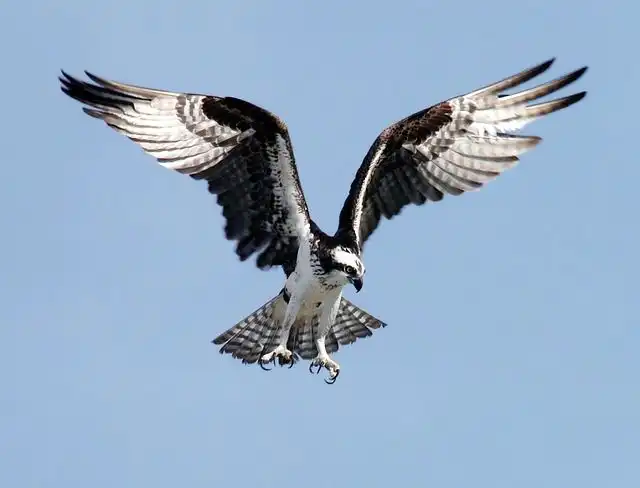 osprey image
