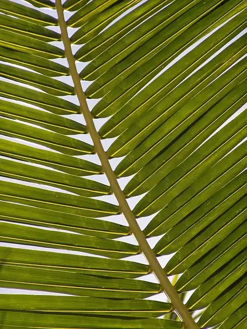 palm-leaves image