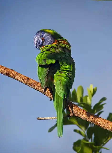 parrot image