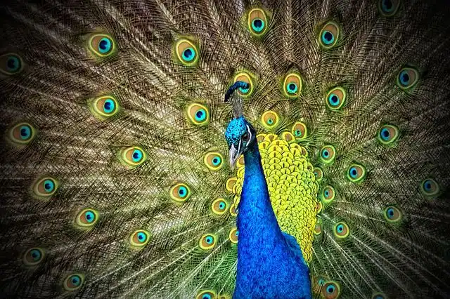 peacock image