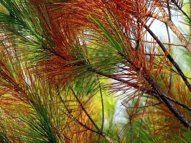 pine-tree image