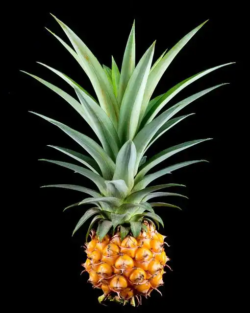 pineapples image