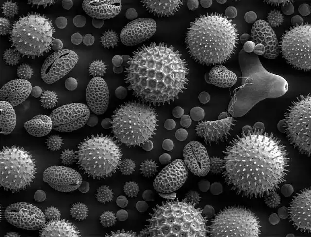 pollen image