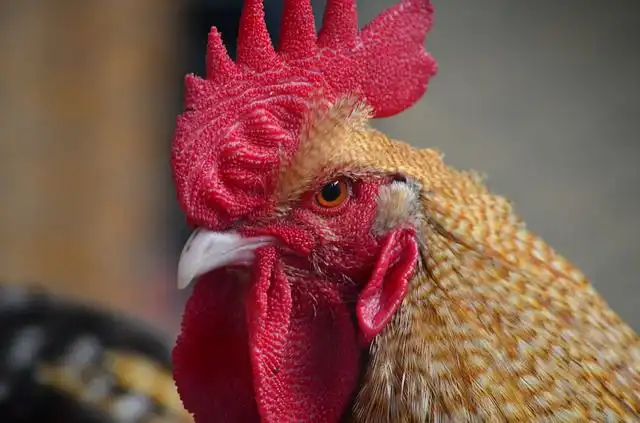 poultry image