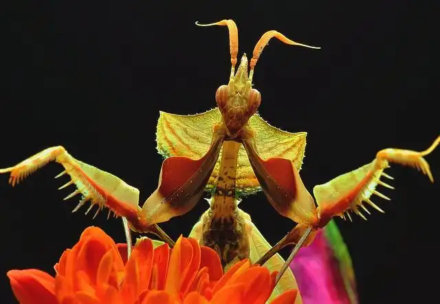 praying-mantis image