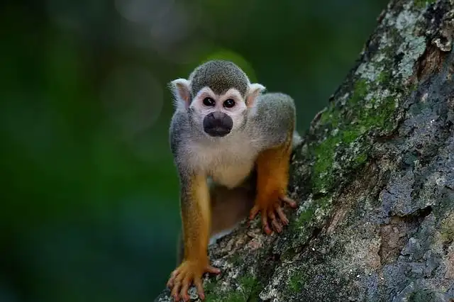 primate image