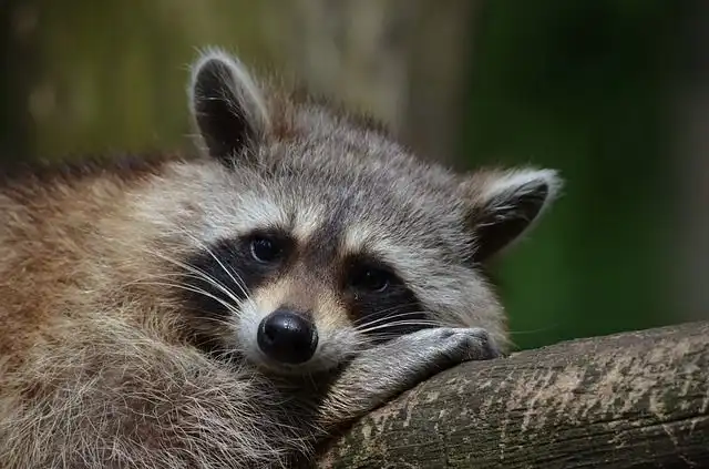 raccoon image