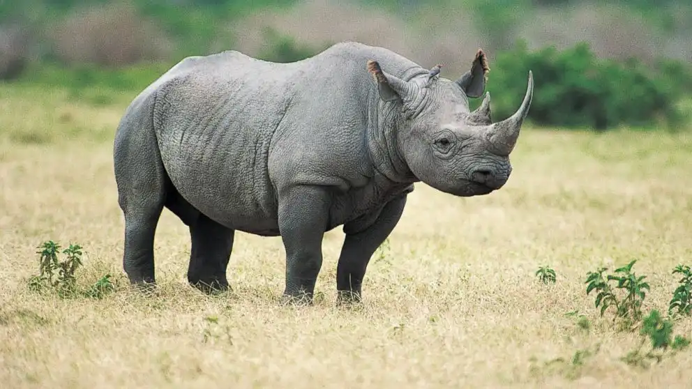 rhinoceros image