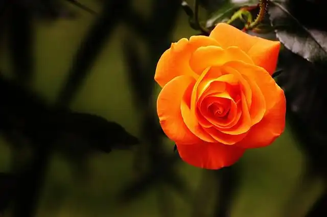 rose-garden image