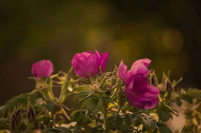 rosebush image