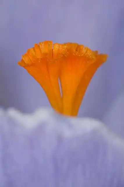 saffron image