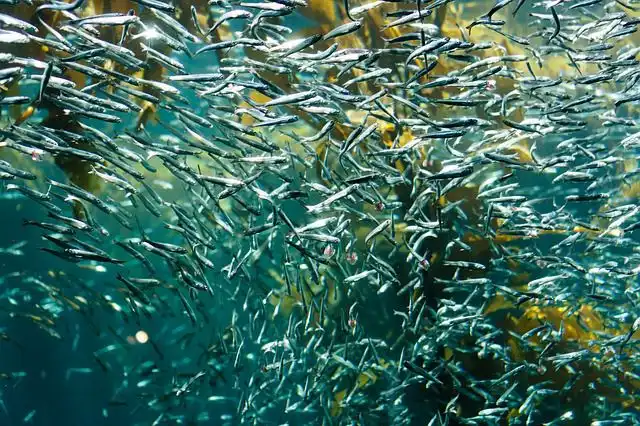 sardines image