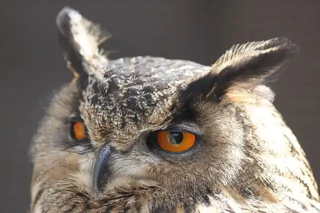 screech-owl image